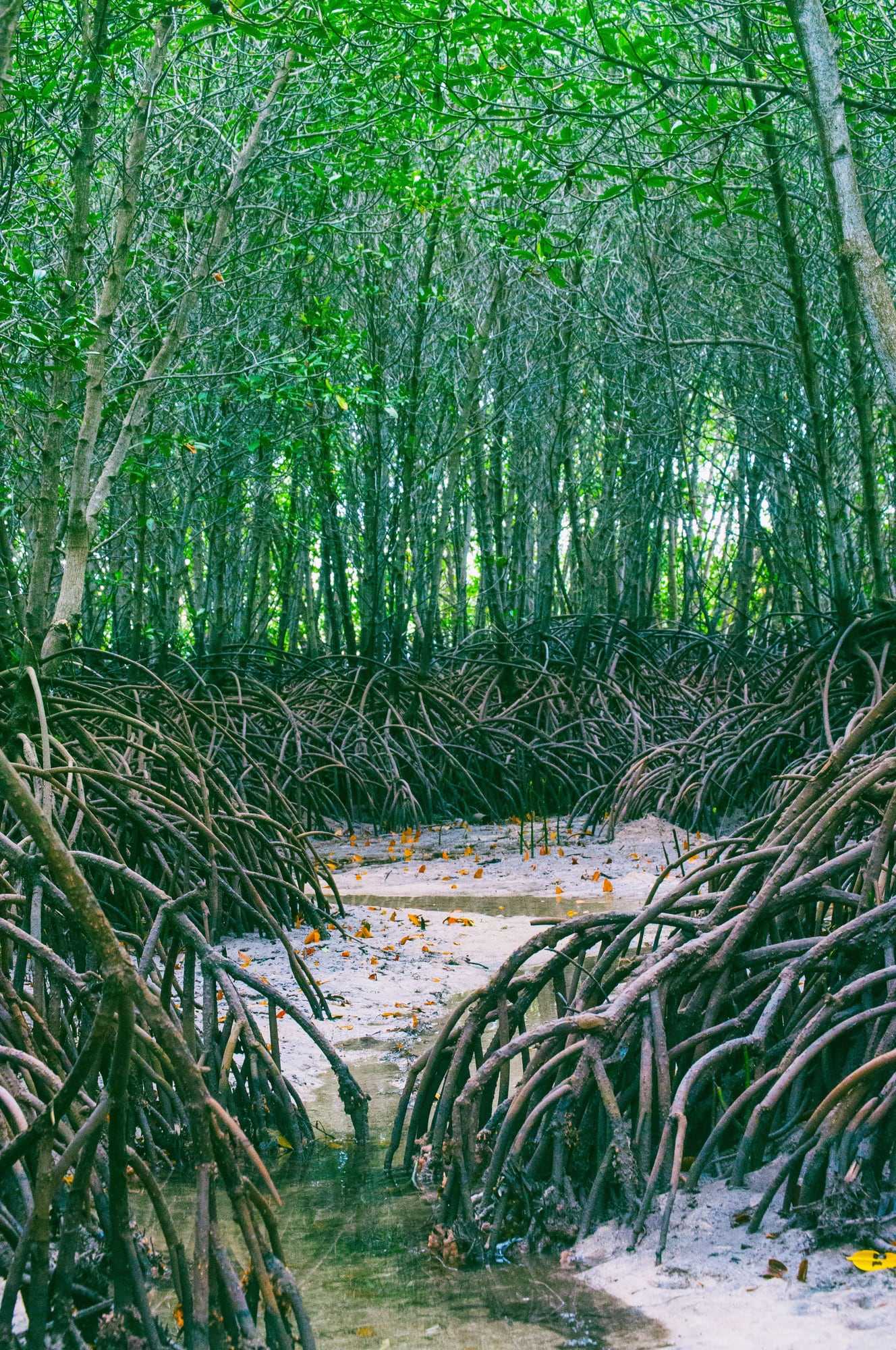 Mangrove roots along a quiet sandy shore
