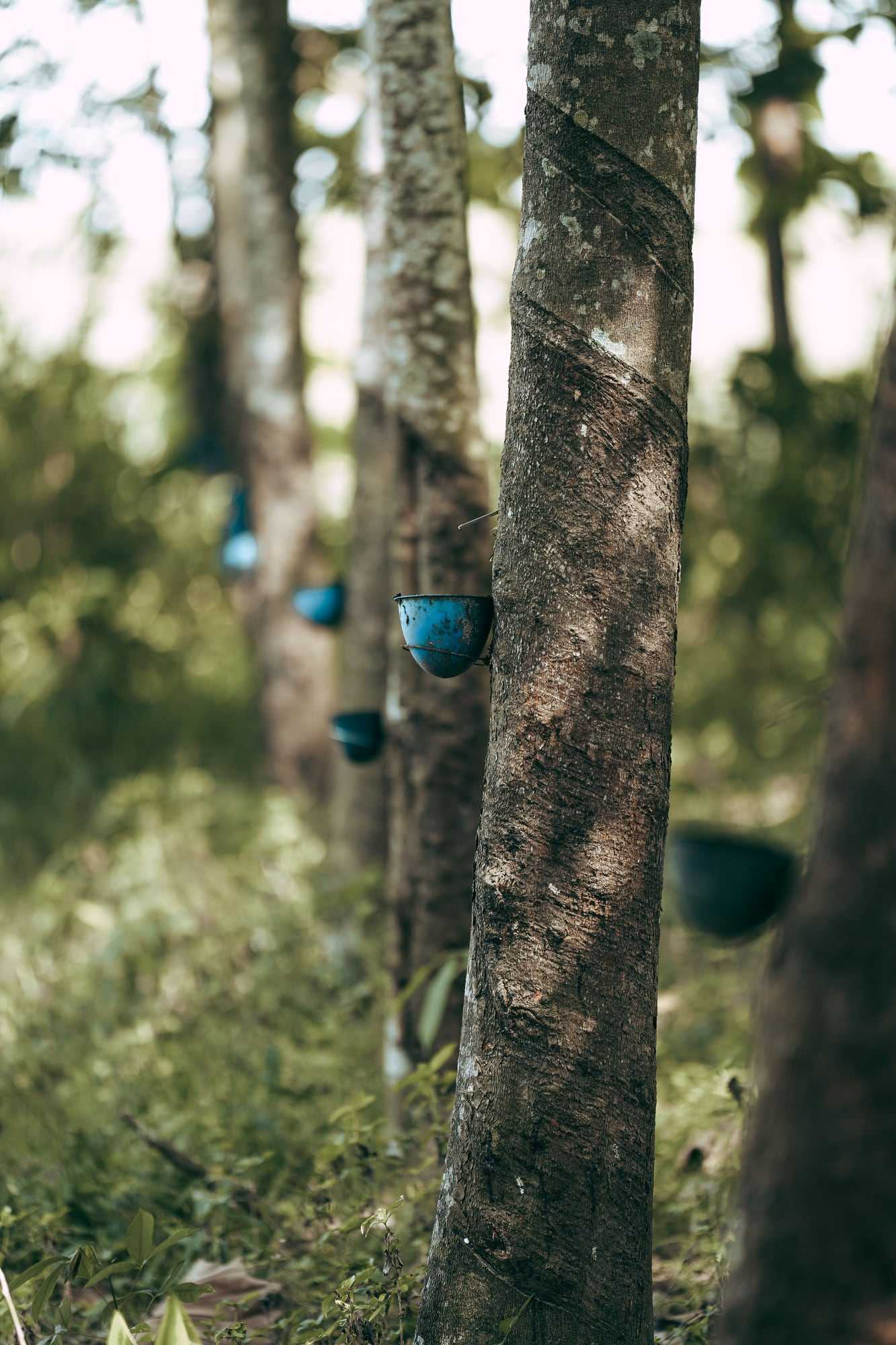 Rubber trees with small collection cups in a plantation